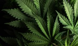 Cannabis : quels sont vos droits comme locataire et comme propriétaire?