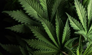 Cannabis : quels sont vos droits comme locataire et comme propriétaire?