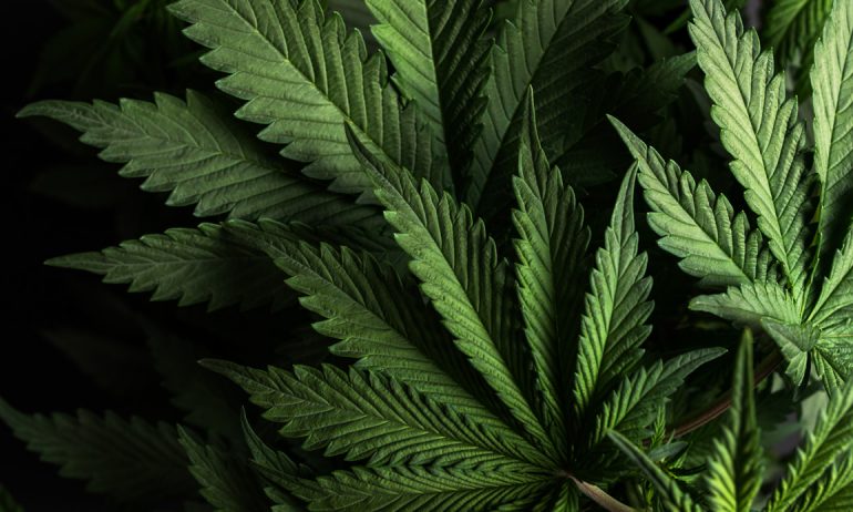 Cannabis : quels sont vos droits comme locataire et comme propriétaire?