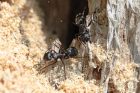 infestation de fourmis charpentières