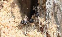 infestation de fourmis charpentières