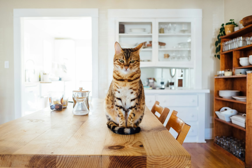 Chat attentif surveillant la maison, un excellent chasseur de rongeurs